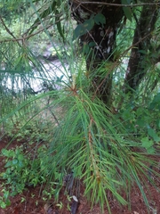 Pinus chiapensis