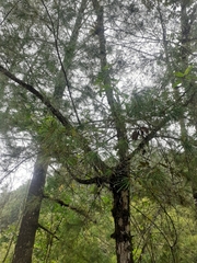 Pinus chiapensis