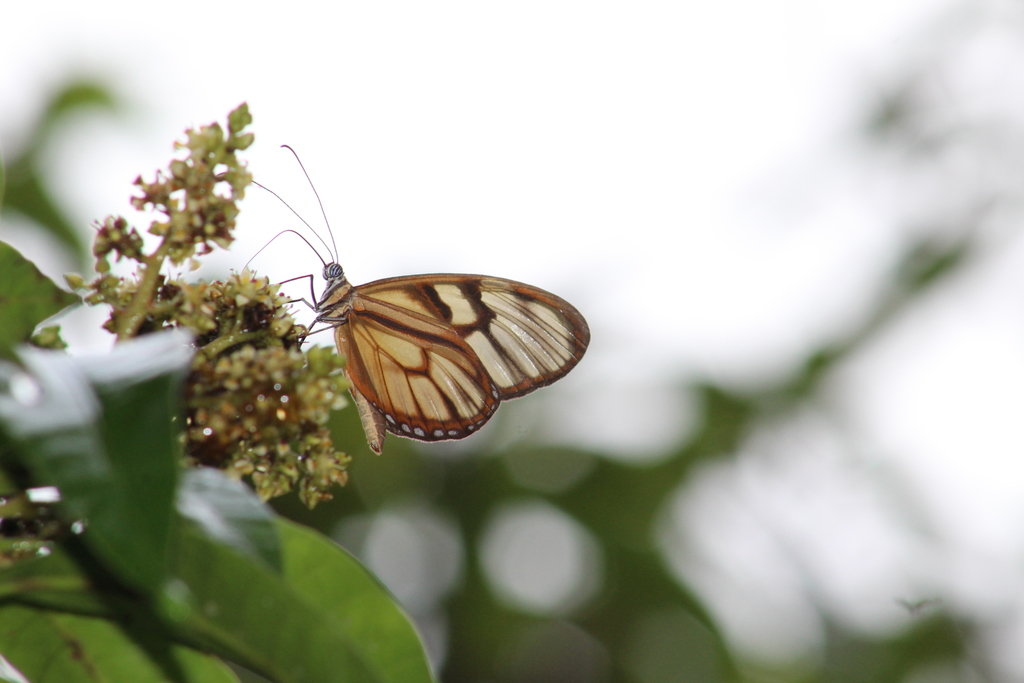 Athesis clearista