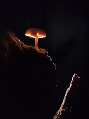 Gymnopilus