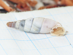 Leucostigma candidescens