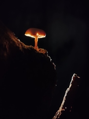 Gymnopilus