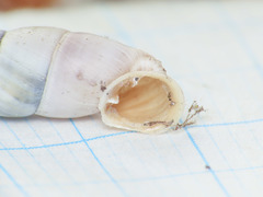 Leucostigma candidescens