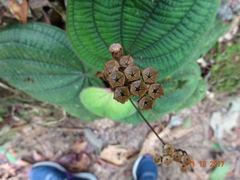Bertolonieae