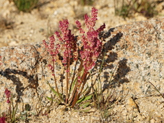 Rumex paucifolius