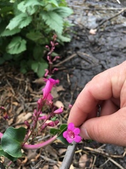 Penstemon clevelandii clevelandii