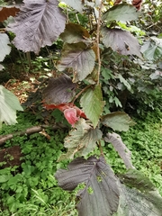 Corylus maxima