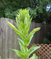Oenothera biennis