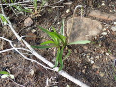 Plantago macrocarpa