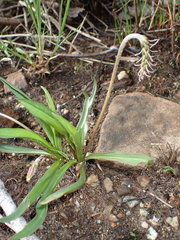 Plantago macrocarpa