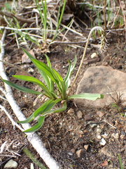 Plantago macrocarpa