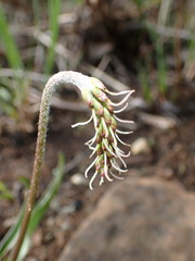 Plantago macrocarpa