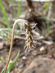 Plantago macrocarpa