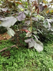 Corylus maxima