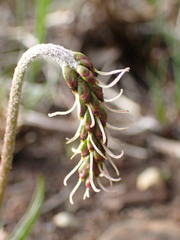 Plantago macrocarpa