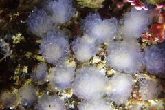 Distaplia occidentalis