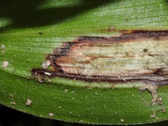 Synchysa tricincta