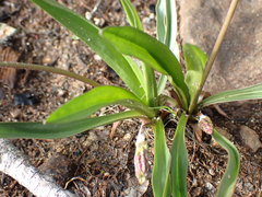 Plantago macrocarpa