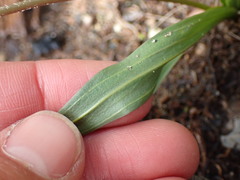 Plantago macrocarpa