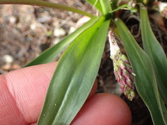 Plantago macrocarpa
