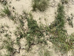 Asclepias prostrata