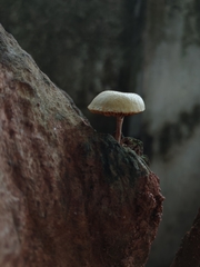 Gymnopilus