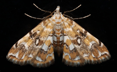 Elophila faulalis