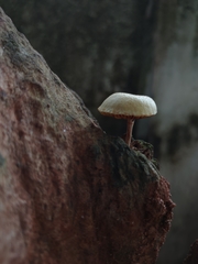 Gymnopilus