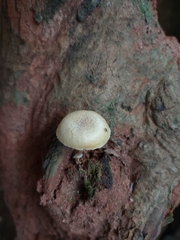 Gymnopilus