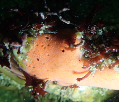 Dragmacidon mexicanum