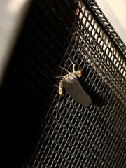 Ephemerella needhami