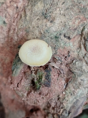 Gymnopilus