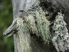 Evernia divaricata