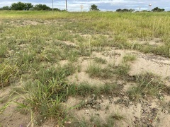 Asclepias prostrata