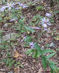 Symphyotrichum phlogifolium