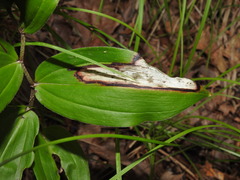Synchysa tricincta
