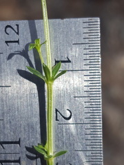 Galium microphyllum
