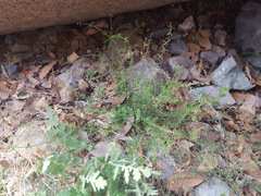 Galium microphyllum