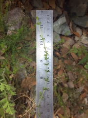 Galium microphyllum