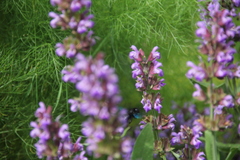 Xylocopa