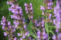 Xylocopa