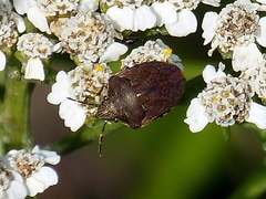 Homaemus aeneifrons