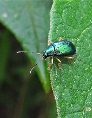 Colaspis laeta