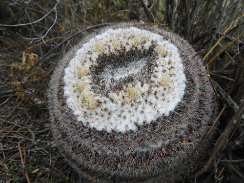 Mammillaria chionocephala
