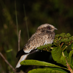 Eleothreptus candicans