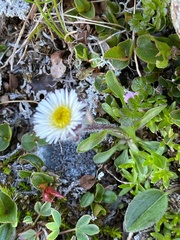 Erigeron borealis