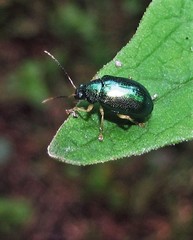 Colaspis laeta
