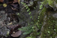 Asplenium dentatum