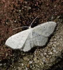 Idaea obfusaria