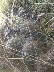 Opuntia × columbiana